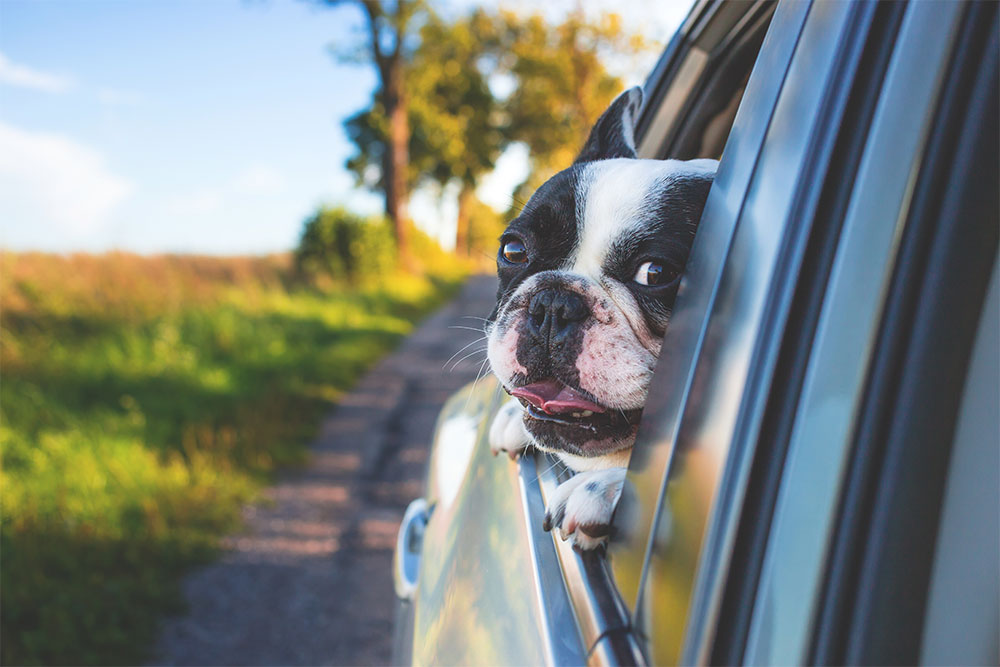 Safe and Happy Travels with Your Pet